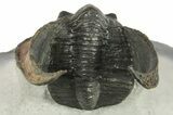 Scotoharpes Trilobite With Orange Headshield - Boudib, Morocco #259688-2